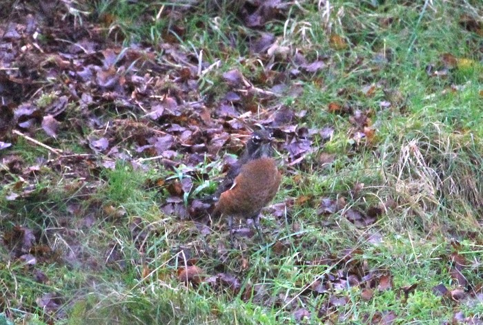 American Robin