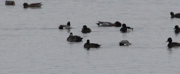 Lesser Scaup