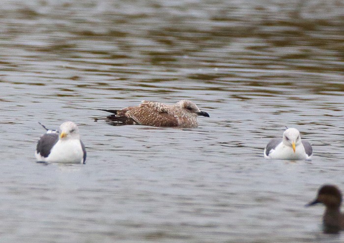 Lesser Black-backed Gull