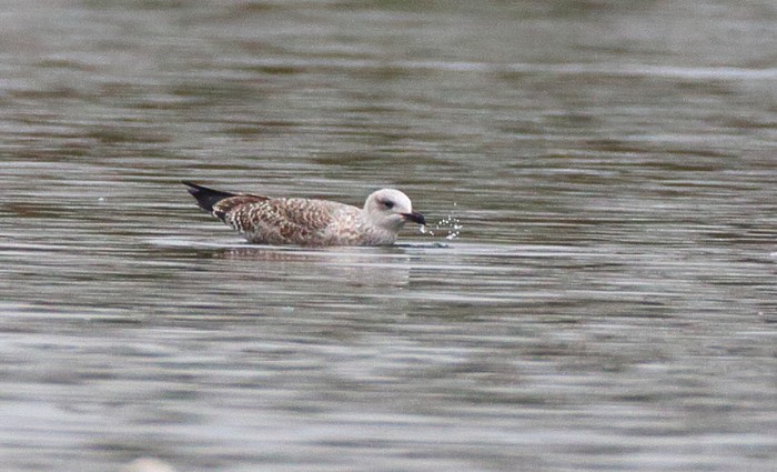 Yellow-legged Gull