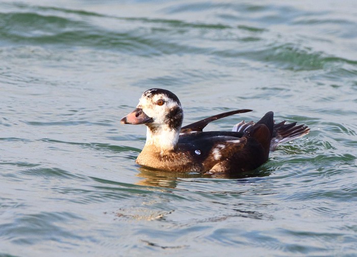 Long-tailed Duck