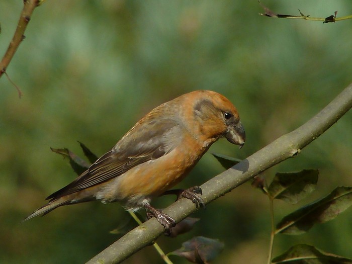Parrot Crossbill