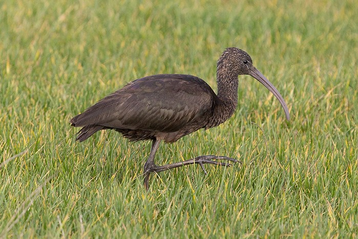 Glossy Ibis
