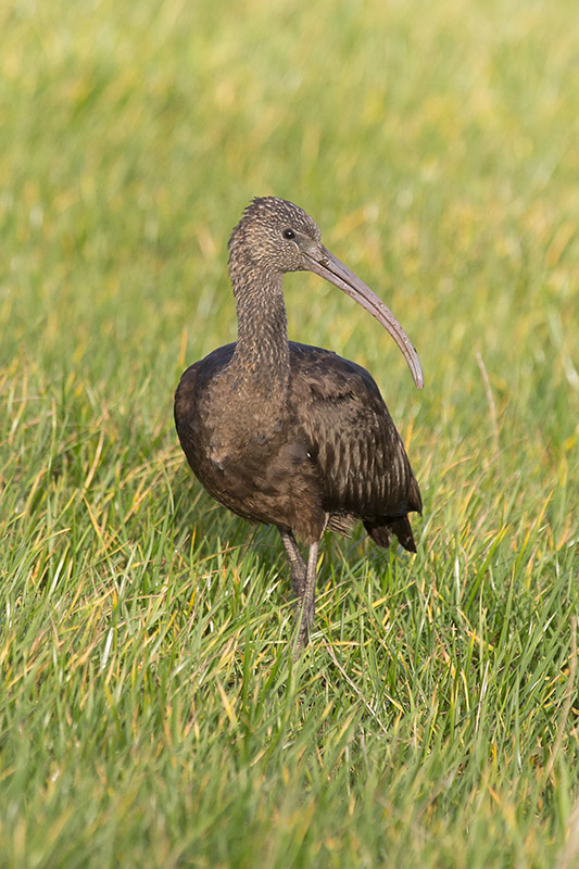 Glossy Ibis
