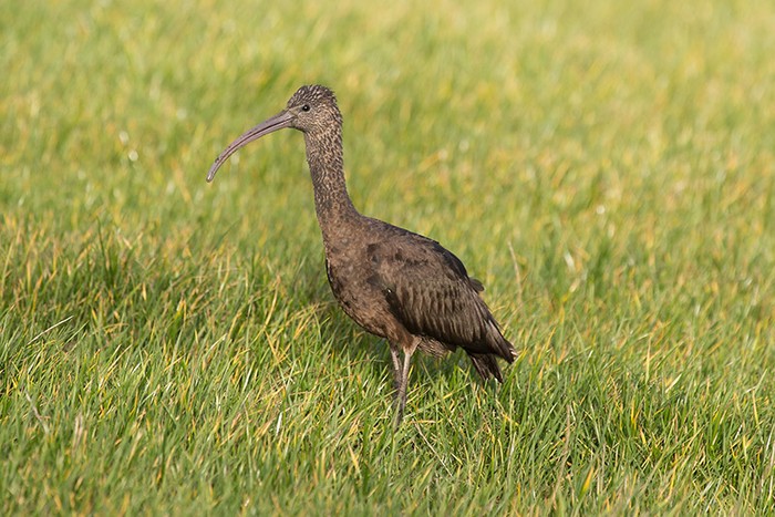 Glossy Ibis