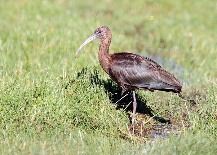 Glossy ibis