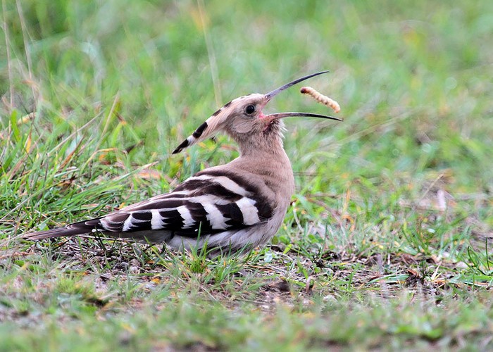 Hoopoe