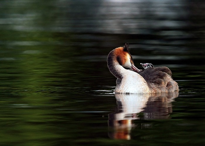 Great Crested Grebe
