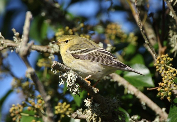 Blackpoll Warbler