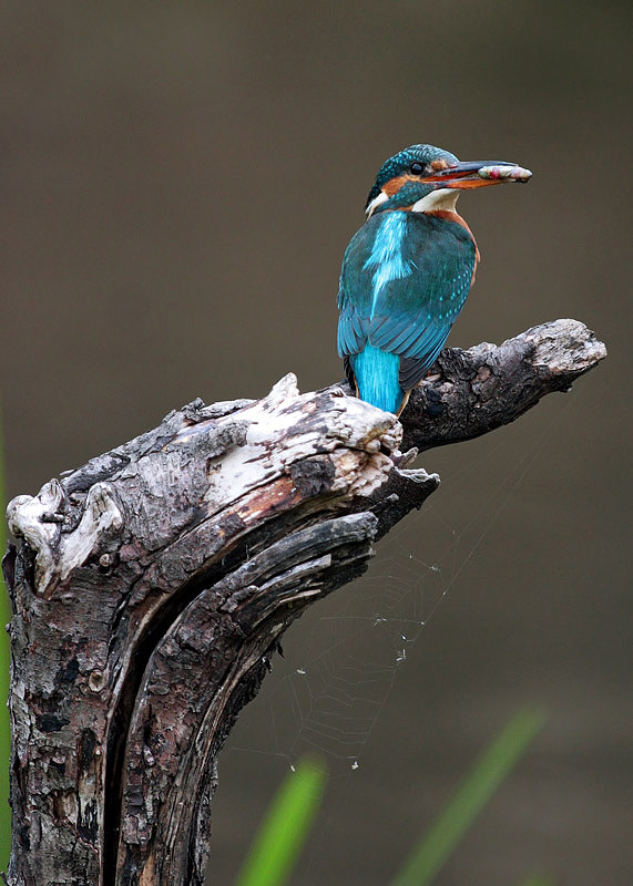 Kingfisher