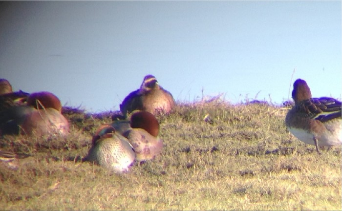 Baikal Teal