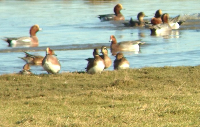 Baikal Teal