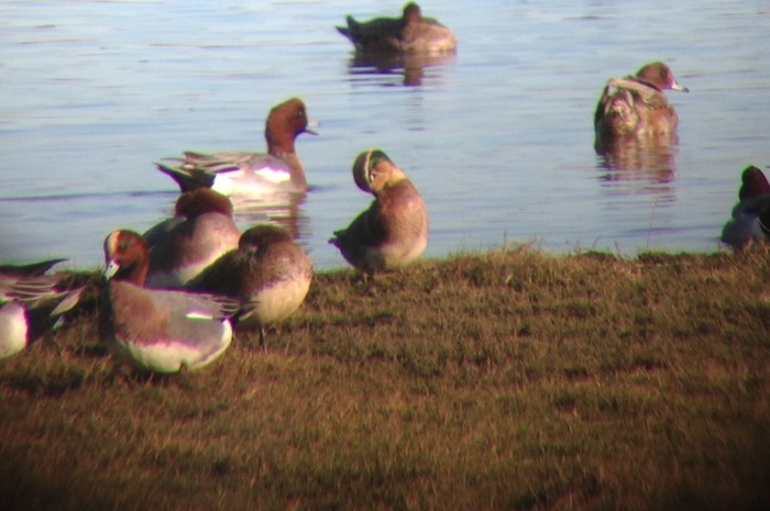 Baikal Teal