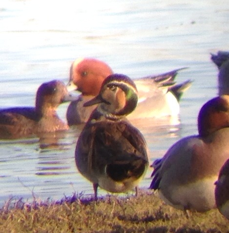 Baikal Teal