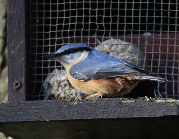 Nuthatch
