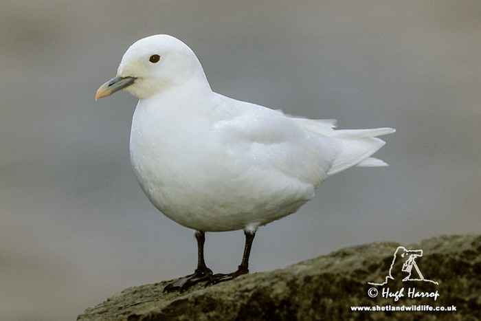 Ivory Gull