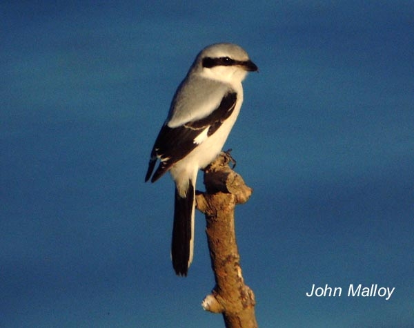 Great Grey Shrike