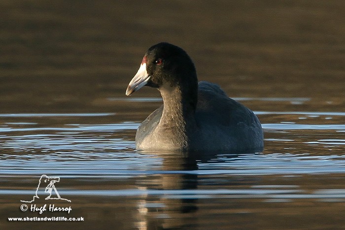 American Coot