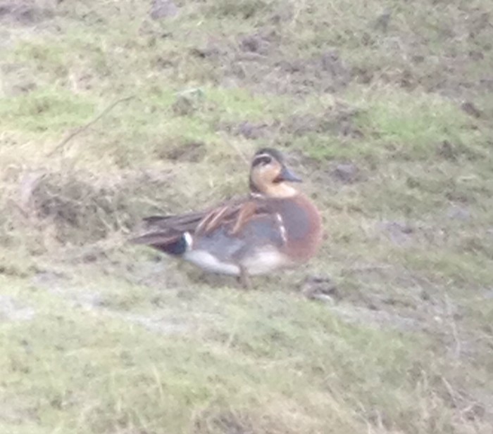 Baikal Teal