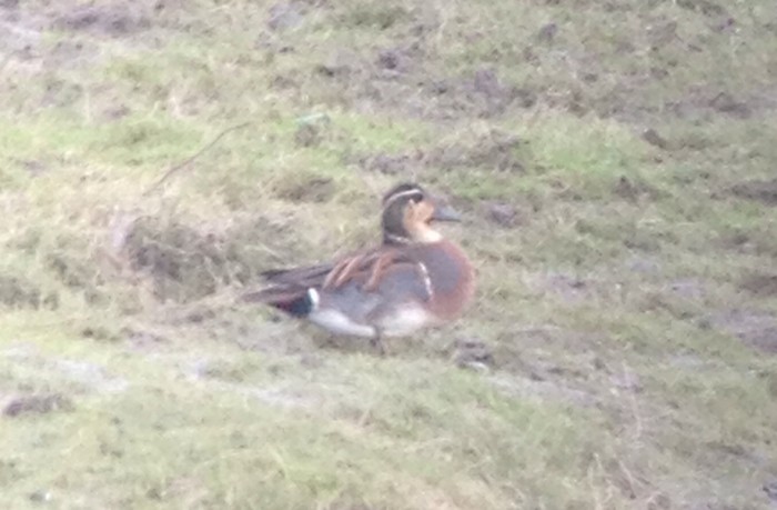 Baikal Teal