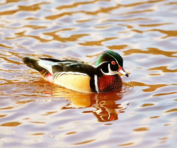 Wood Duck