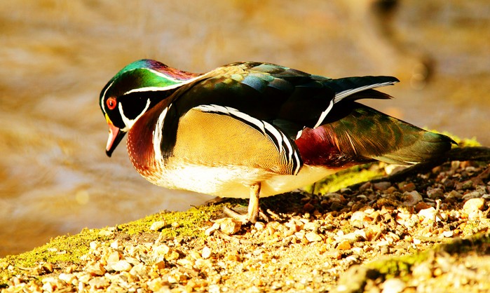 Wood Duck