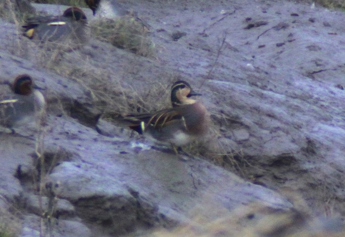 Baikal Teal