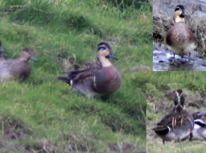 Baikal Teal
