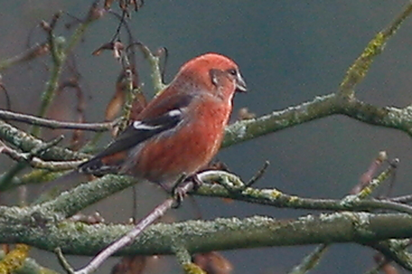 Crossbill