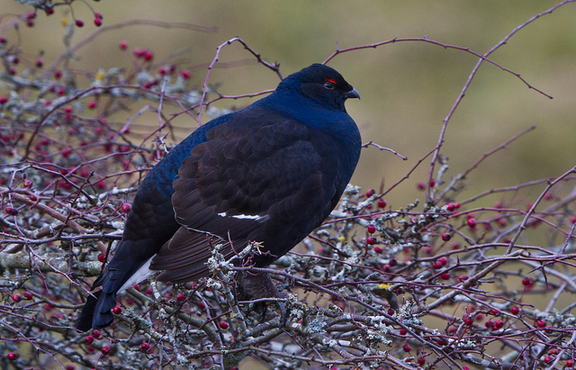 Black Grouse
