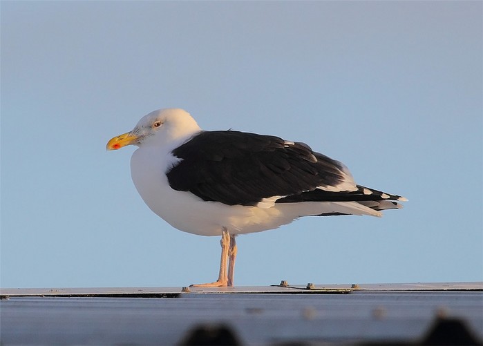 Great Black-backed Gull