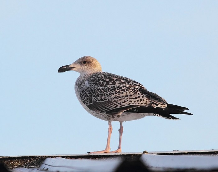 Great Black-backed Gull