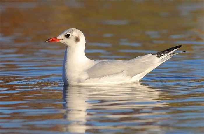Black-headed Gull