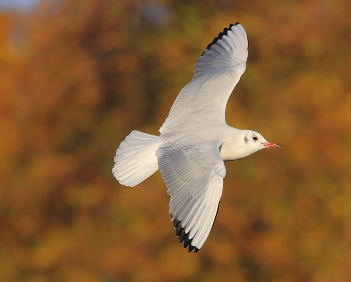Black-headed Gull