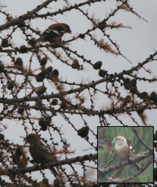Two-barred Crossbill
