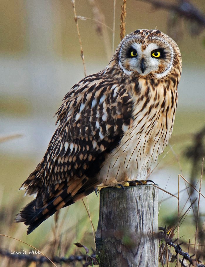 Short-eared Owl