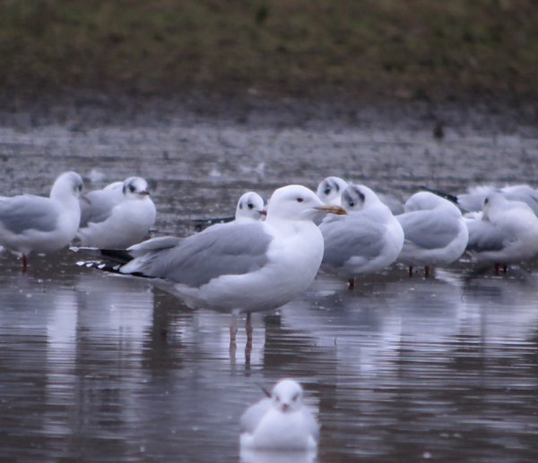 Caspian Gull