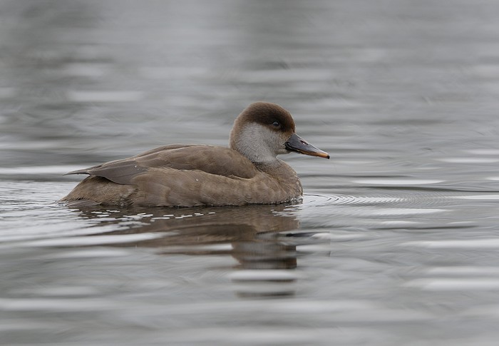 Red-crested Pochard