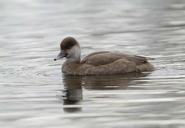 Red-crested Pochard