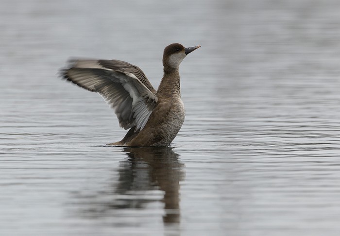 Red-crested Pochard