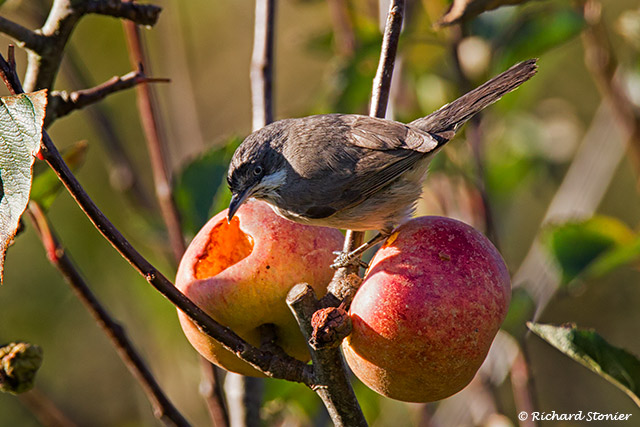 Western Orphean Warbler