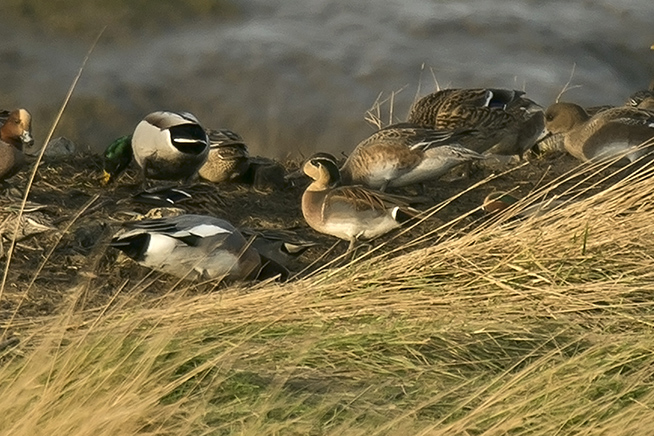 Baikal Teal