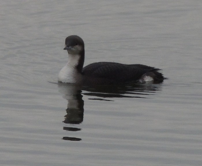 Black-throated Diver
