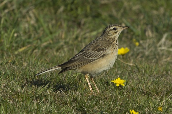 Blyth's Pipit