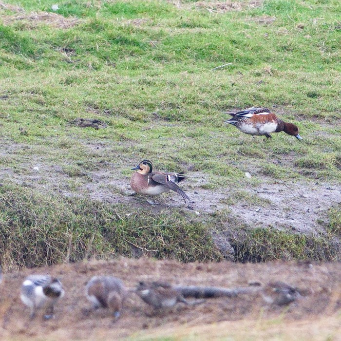 Baikal Teal