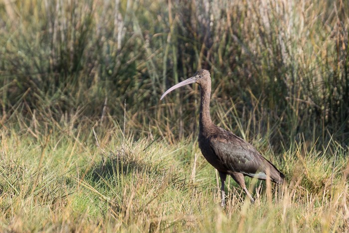 Glossy Ibis