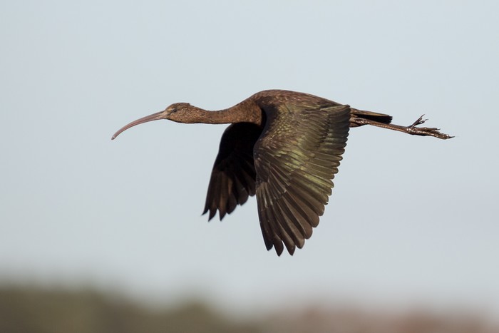 Glossy Ibis