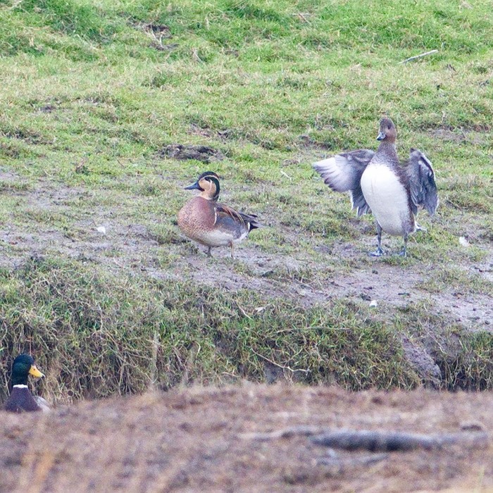 Baikal Teal