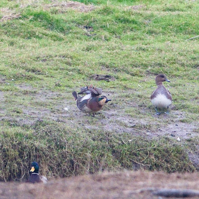 Baikal Teal