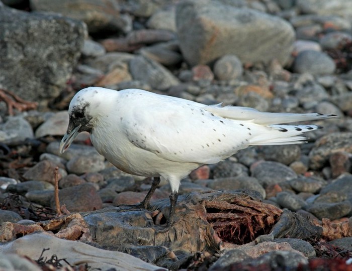 Ivory Gull
